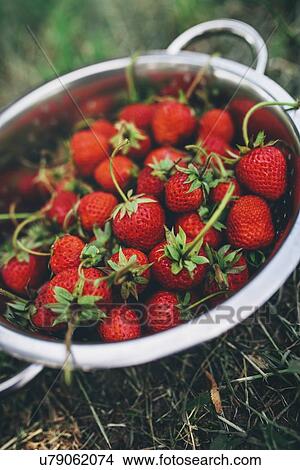 Picture - Bowl of freshly picked homegrown organic strawberries in garden.. Fotosearch