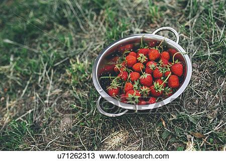 Stock Image - Bowl of freshly picked homegrown organic strawberries in garden.. Fotosearch