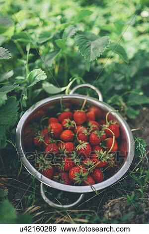 Stock Photo - Bowl of freshly picked homegrown organic strawberries in garden.. Fotosearch