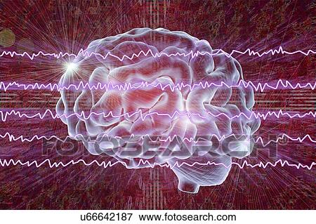 Stock Photo - Brain and active brain waves, computer illustration. An electroencephalogram (EEG) measures electrical activity in the brain using electrodes attached to the scalp. Various disorders can be diagnosed by analysing EEG results.. Fotosearch