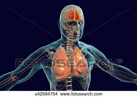 Brain and lungs inside human body, computer illustration. View Large Photo Image Picture - Brain and lungs inside human body, computer illustration.. Fotosearch