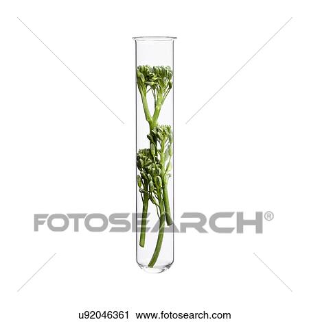 Broccoli in test tube, studio shot. View Large Photo Image Stock Image - Broccoli in test tube, studio shot.. Fotosearch