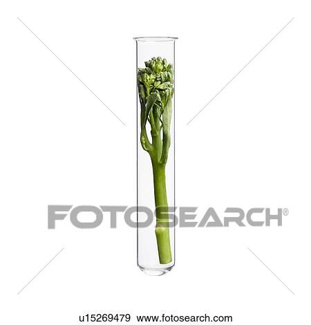 Stock Photo - Broccoli in test tube, studio shot.. Fotosearch