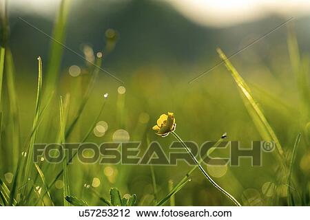 Stock Image - Buttercup (Ranunculus sp. ) flower in a meadow.. Fotosearch