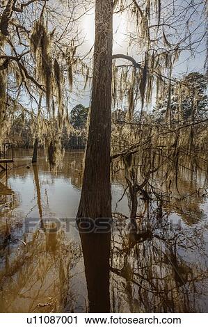 Stock Image - Caddo Lake State Park, Eastern Texas. Fotosearch