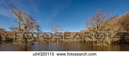 Caddo Lake State Park, Eastern Texas View Large Photo Image Stock Photography - Caddo Lake State Park, Eastern Texas. Fotosearch