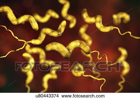 Picture - Campylobacter jejuni bacterium, computer illustration. This motile, Gram-negative bacterium possesses a long flagella at one end that is uses for locomotion. It can grow in environments where little oxygen is present. It is a common cause of.... Fotosearch