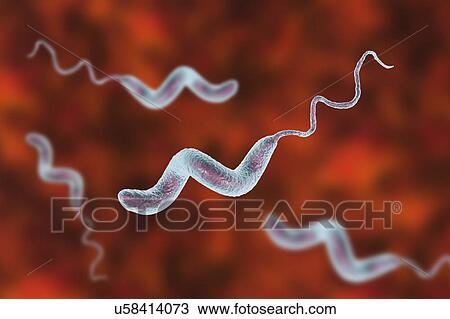 Campylobacter jejuni bacterium, computer illustration. This motile, Gram-negative bacterium possesses a long flagella at one end that is uses for locomotion. It can grow in environments where little oxygen is present. It is a common cause of... View Large Photo Image Stock Image - Campylobacter jejuni bacterium, computer illustration. This motile, Gram-negative bacterium possesses a long flagella at one end that is uses for locomotion. It can grow in environments where little oxygen is present. It is a common cause of.... Fotosearch