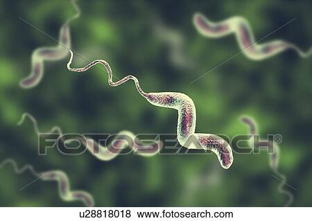 Stock Photo - Campylobacter jejuni bacterium, computer illustration. This motile, Gram-negative bacterium possesses a long flagella at one end that is uses for locomotion. It can grow in environments where little oxygen is present. It is a common cause of.... Fotosearch