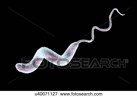 Stock Photo - Campylobacter jejuni bacterium, computer illustration. This motile, Gram-negative bacterium possesses a long flagella at one end that is uses for locomotion. It can grow in environments where little oxygen is present. It is a common cause of.... Fotosearch