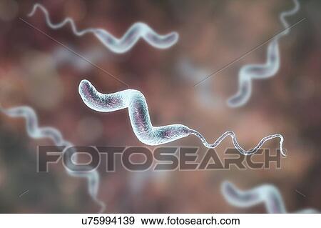 Stock Photo - Campylobacter jejuni bacterium, computer illustration. This motile, Gram-negative bacterium possesses a long flagella at one end that is uses for locomotion. It can grow in environments where little oxygen is present. It is a common cause of.... Fotosearch