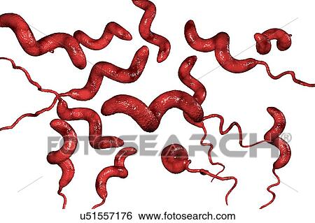 Campylobacter jejuni bacterium, computer illustration. This motile, Gram-negative bacterium possesses a long flagella at one end that is uses for locomotion. It can grow in environments where little oxygen is present. It is a common cause of... View Large Photo Image Stock Photograph - Campylobacter jejuni bacterium, computer illustration. This motile, Gram-negative bacterium possesses a long flagella at one end that is uses for locomotion. It can grow in environments where little oxygen is present. It is a common cause of.... Fotosearch