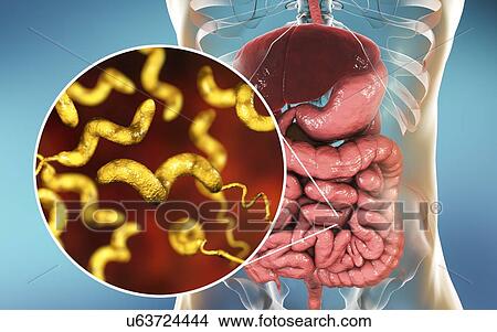 Campylobacteriosis, conceptual illustration. Campylobacter jejuni is a motile, Gram-negative bacterium with a long flagella at one end that is used for locomotion. It can grow in environments where little oxygen is present. It is a common cause of... View Large Photo Image Picture - Campylobacteriosis, conceptual illustration. Campylobacter jejuni is a motile, Gram-negative bacterium with a long flagella at one end that is used for locomotion. It can grow in environments where little oxygen is present. It is a common cause of.... Fotosearch