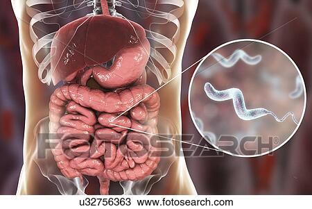 Campylobacteriosis, conceptual illustration. Campylobacter jejuni is a motile, Gram-negative bacterium with a long flagella at one end that is used for locomotion. It can grow in environments where little oxygen is present. It is a common cause of... View Large Photo Image Stock Image - Campylobacteriosis, conceptual illustration. Campylobacter jejuni is a motile, Gram-negative bacterium with a long flagella at one end that is used for locomotion. It can grow in environments where little oxygen is present. It is a common cause of.... Fotosearch