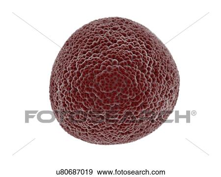 Stock Photo - Cancer cell, illustration.. Fotosearch