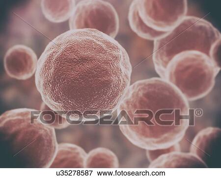 Stock Photo - Cancer cells, computer illustration.. Fotosearch