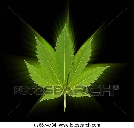 Cannabis leaf, computer artwork. View Large Photo Image Picture - Cannabis leaf, computer artwork.. Fotosearch