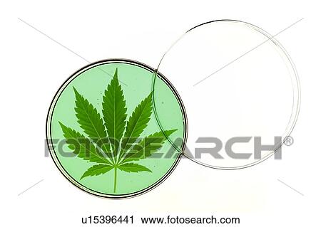 Cannabis leaf in a petri dish. View Large Photo Image Stock Image - Cannabis leaf in a petri dish.. Fotosearch