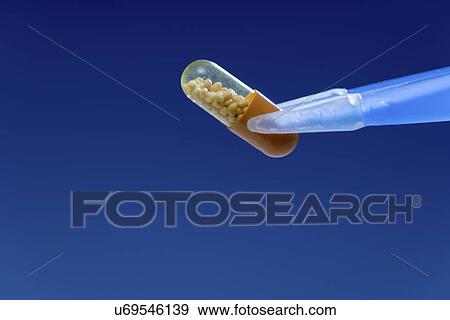Stock Photo - Capsule held between tweezers.. Fotosearch
