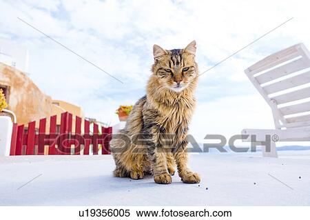 Cat, Oia, Santorini, Greece. View Large Photo Image Stock Photography - Cat, Oia, Santorini, Greece.. Fotosearch