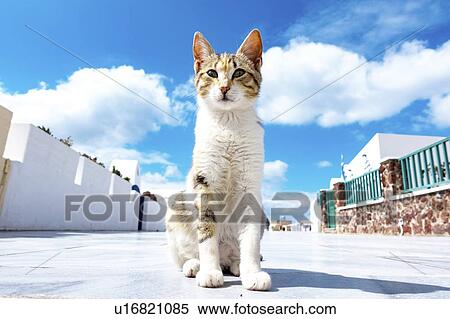 Stock Photography - Cat. Photographed in Oia, Santorini.. Fotosearch