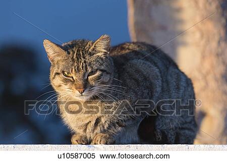 Cat sitting in the sun. View Large Photo Image Stock Photography - Cat sitting in the sun.. Fotosearch