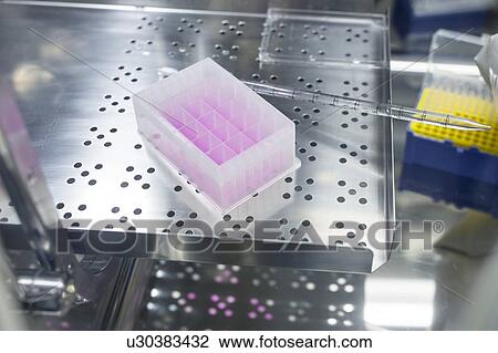Cell-based testing kit in a laboratory that engineers human tissues for implant. Such implants include bone and skin grafts. View Large Photo Image Stock Image - Cell-based testing kit in a laboratory that engineers human tissues for implant. Such implants include bone and skin grafts.. Fotosearch