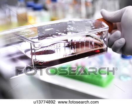 Cell biologist holding a flask containing stem cells, cultivated in red growth medium. View Large Photo Image Stock Image - Cell biologist holding a flask containing stem cells, cultivated in red growth medium.. Fotosearch