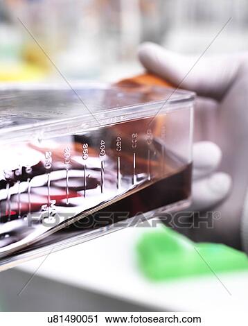 Cell biologist holding a flask containing stem cells, cultivated in red growth medium. View Large Photo Image Stock Image - Cell biologist holding a flask containing stem cells, cultivated in red growth medium.. Fotosearch