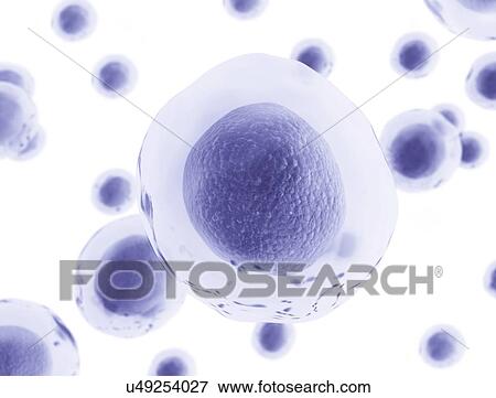 Stock Photo - Cells, illustration.. Fotosearch