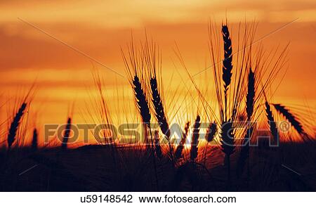 Stock Image - cereal crop silhouetted at sunset.. Fotosearch