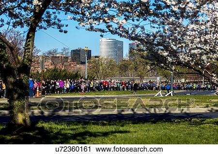 Cherry Blossom 10 Mile Run, Washington D. C. with Rosslyn skyline in background View Large Photo Image Stock Image - Cherry Blossom 10 Mile Run, Washington D. C. with Rosslyn skyline in background. Fotosearch