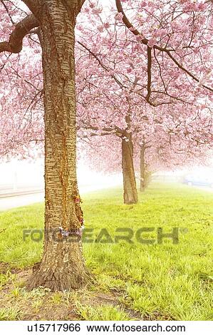 Cherry blossom. View Large Photo Image Stock Photograph - Cherry blossom.. Fotosearch
