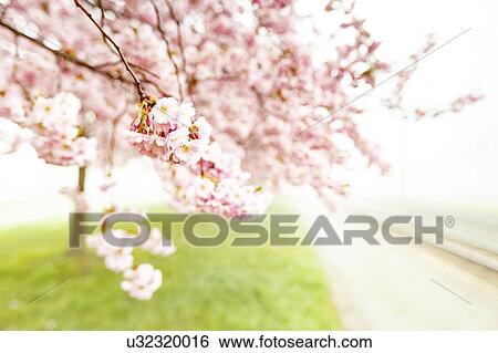 Cherry blossom. View Large Photo Image Stock Photograph - Cherry blossom.. Fotosearch