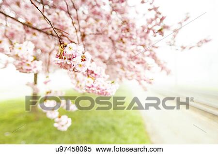 Cherry blossom. View Large Photo Image Stock Photography - Cherry blossom.. Fotosearch