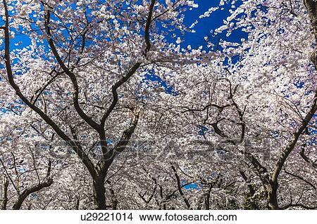 Cherry Blossoms on Tidal Basin, WAshinton D. C. View Large Photo Image Picture - Cherry Blossoms on Tidal Basin, WAshinton D. C.. Fotosearch