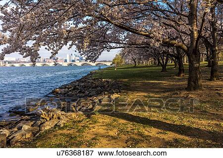 Cherry Blossoms to Hains Point, Tidal Basin Washington D. C. View Large Photo Image Stock Photo - Cherry Blossoms to Hains Point, Tidal Basin Washington D. C.. Fotosearch