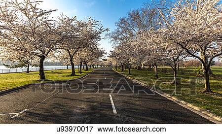 Stock Photo - Cherry Blossoms to Hains Point, Tidal Basin Washington D. C.. Fotosearch