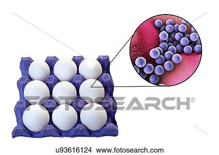 Chicken eggs as a source of staphylococcal food poisoning, conceptual illustration. View Large Photo Image Picture - Chicken eggs as a source of staphylococcal food poisoning, conceptual illustration.. Fotosearch