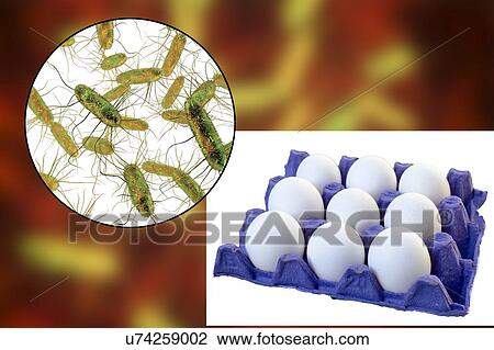 Stock Image - Chicken eggs as a source of salmonellosis, conceptual illustration.. Fotosearch