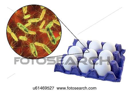 Stock Photo - Chicken eggs as a source of salmonellosis, conceptual illustration.. Fotosearch