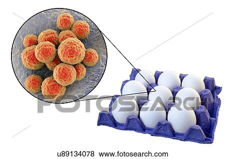 Chicken eggs as a source of staphylococcal food poisoning, conceptual illustration. View Large Photo Image Stock Photo - Chicken eggs as a source of staphylococcal food poisoning, conceptual illustration.. Fotosearch