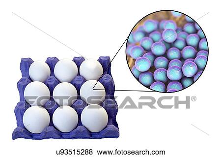 Stock Photo - Chicken eggs as a source of staphylococcal food poisoning, conceptual illustration.. Fotosearch