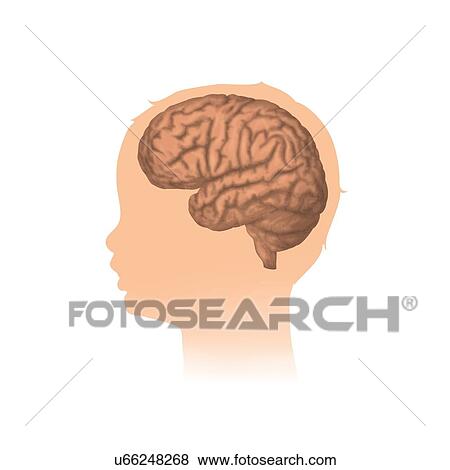 Child's head with brain, illustration View Large Photo Image Stock Photo - Child's head with brain, illustration. Fotosearch