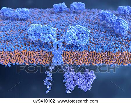 Stock Image - Chimeric antigen receptor (CAR) on T-cell, illustration. The CAR structures are blue, with the cutaway foreground showing one spanning the cell membrane. These CARs are on the surface of an engineered T-cell. CARs are engineered cell receptors that.... Fotosearch
