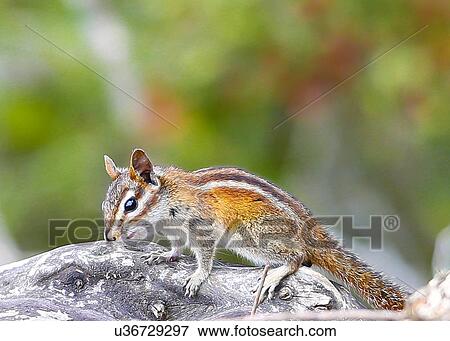 Chipmunk View Large Photo Image Stock Photo - Chipmunk. Fotosearch