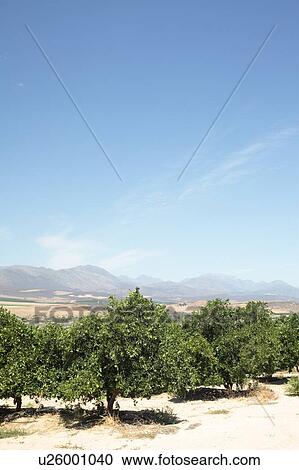 Stock Image - Citrus fruit farm, near Picketberg, Western Cape, South Africa.. Fotosearch