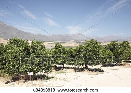Citrus fruit farm, near Picketberg, Western Cape, South Africa. View Large Photo Image Stock Photo - Citrus fruit farm, near Picketberg, Western Cape, South Africa.. Fotosearch