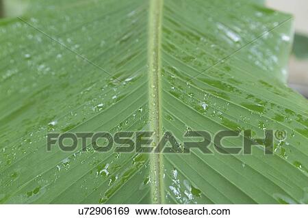 Close-up of a banana (Musa sp. ) leaf. View Large Photo Image Stock Photo - Close-up of a banana (Musa sp. ) leaf.. Fotosearch