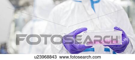 Stock Image - Close-up of a lab technician carrying a cell-based testing kit in a laboratory that engineers human tissues for implant. Such implants include bone and skin grafts.. Fotosearch